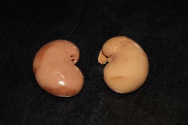 rognons d agneau.jpg